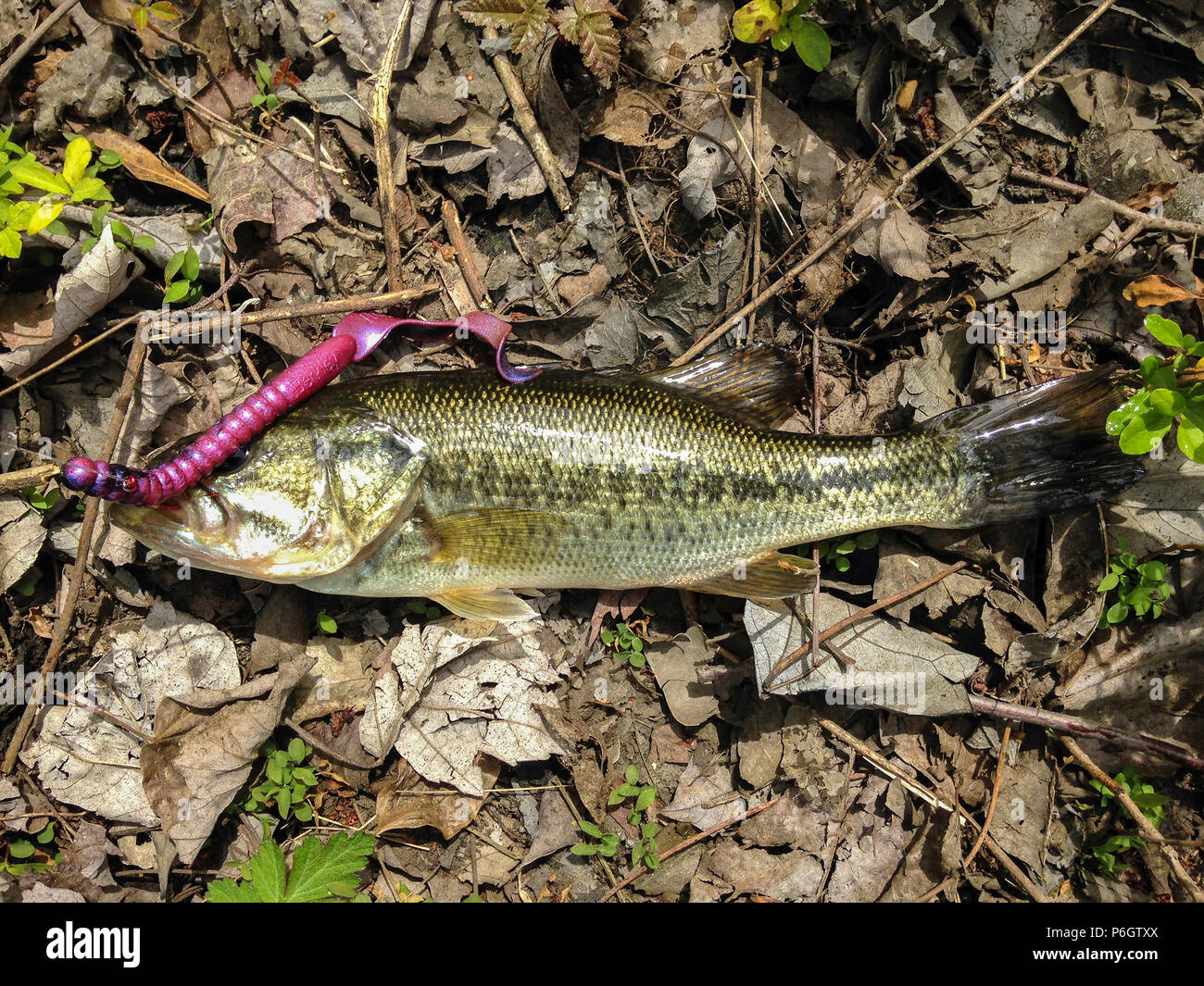 A smallmouth bass caught in a small pool in a local small water stream Stock Photo Alamy