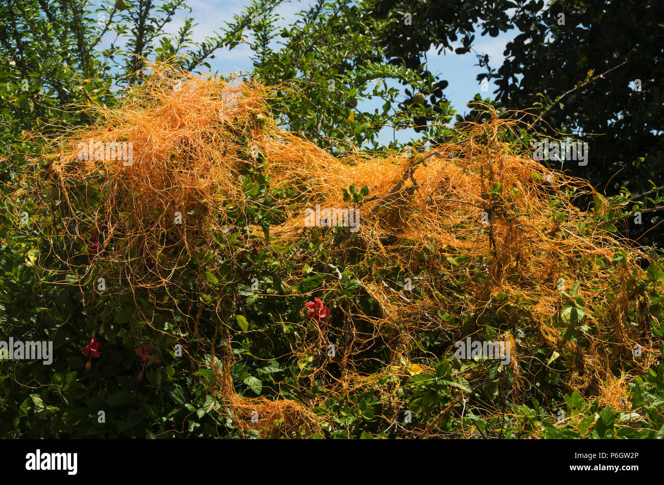The love vine wraps around a shrub in a yard of a house in Falmouth Jamacia Stock Photo