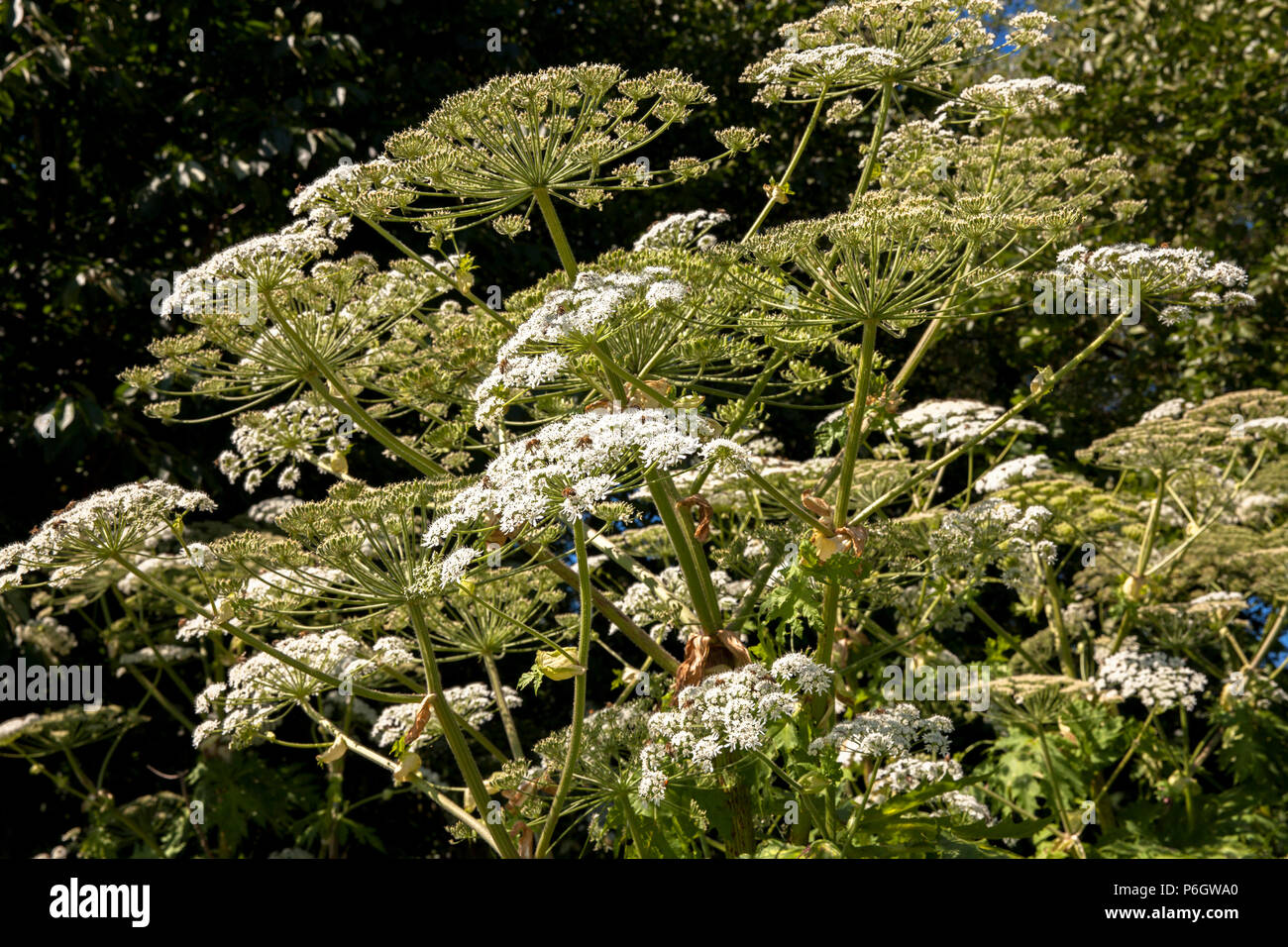 Germany, Giant Cow Parsnip (lat. Heracleum mantegazzianum).  Deutschland, Herkulesstaude (lat. Heracleum mantegazzianum). Stock Photo