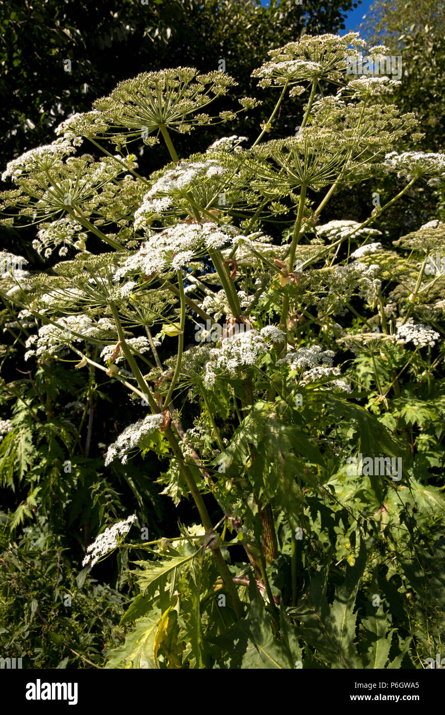 Germany, Giant Cow Parsnip (lat. Heracleum mantegazzianum).  Deutschland, Herkulesstaude (lat. Heracleum mantegazzianum). Stock Photo