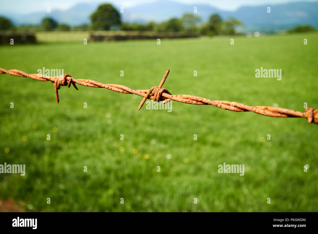 barbs on a rusty barbed wire fence in rural field in england uk Stock Photo