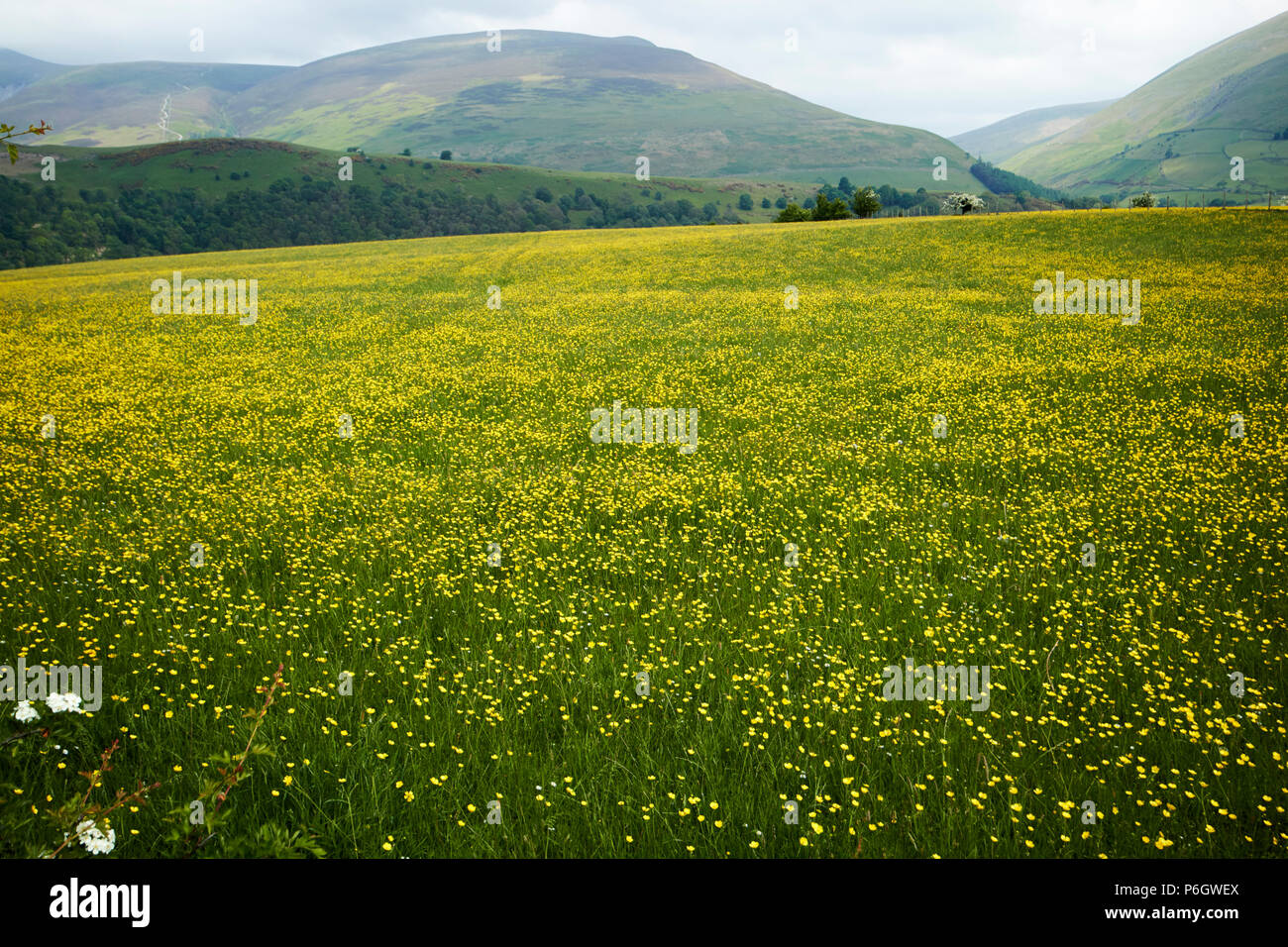 field of buttercups growing in farmland under crop rotation underskiddaw keswick cumbria england uk Stock Photo