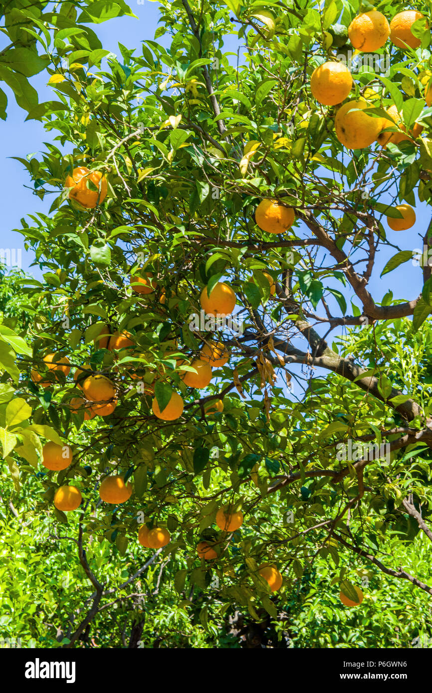 Oranges on Orange Trees in Sorrento, Italy Stock Photo