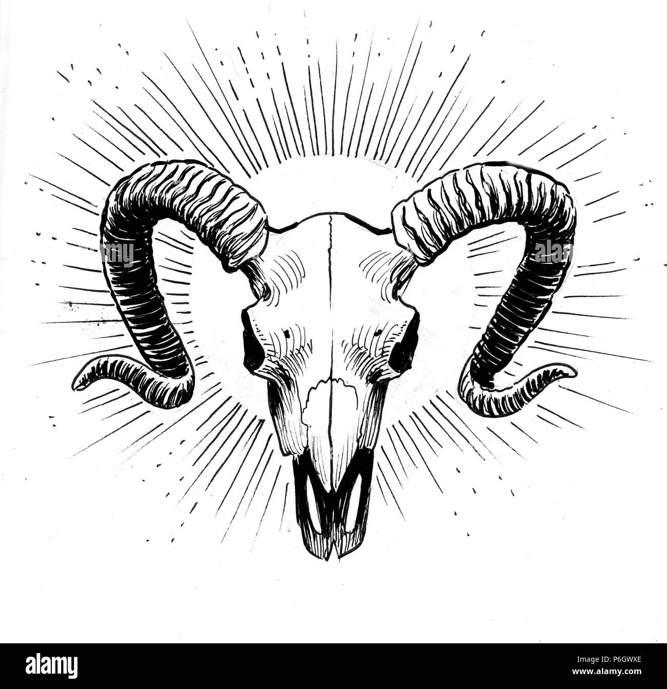 Ram skull. Ink black and white illustration Stock Photo - Alamy