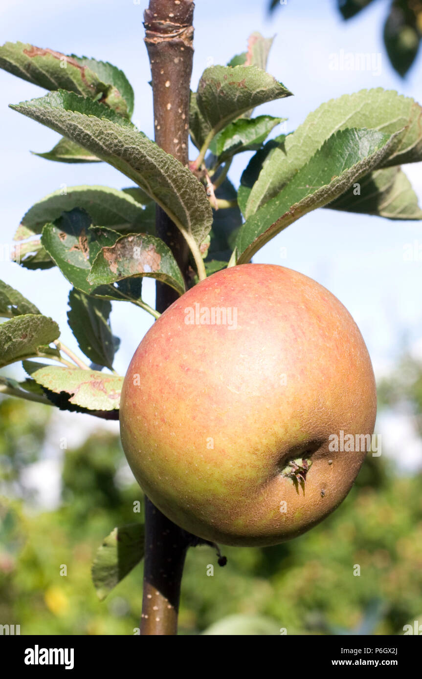 Ashmead's Kernel. Dessert apple. Ripe fruit on a tree in an organic orchard in Bristol. Stock Photo
