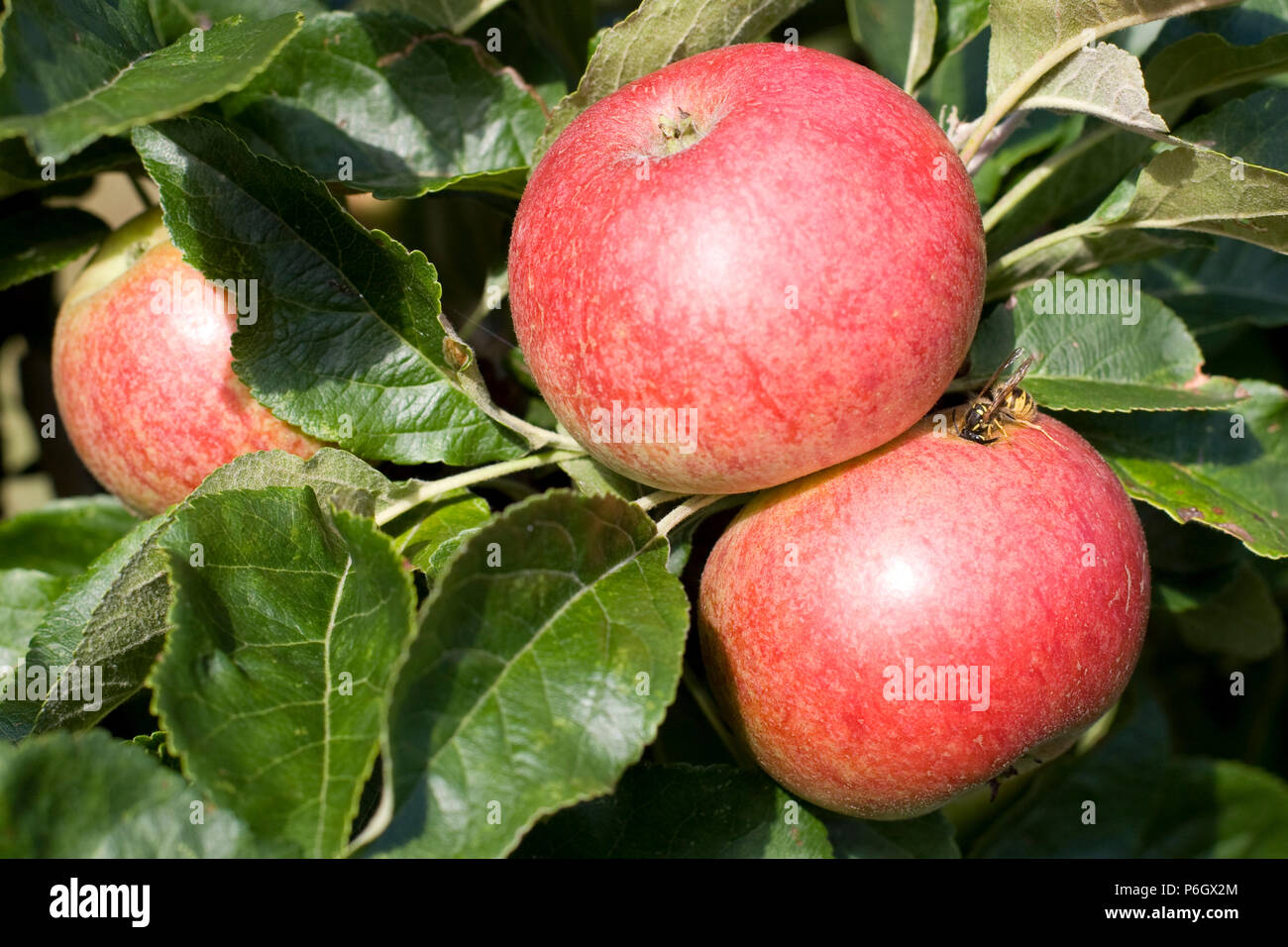 Beauty of Bath. Dessert apple. Ripe fruit on a tree in an organic orchard in Bristol. Stock Photo