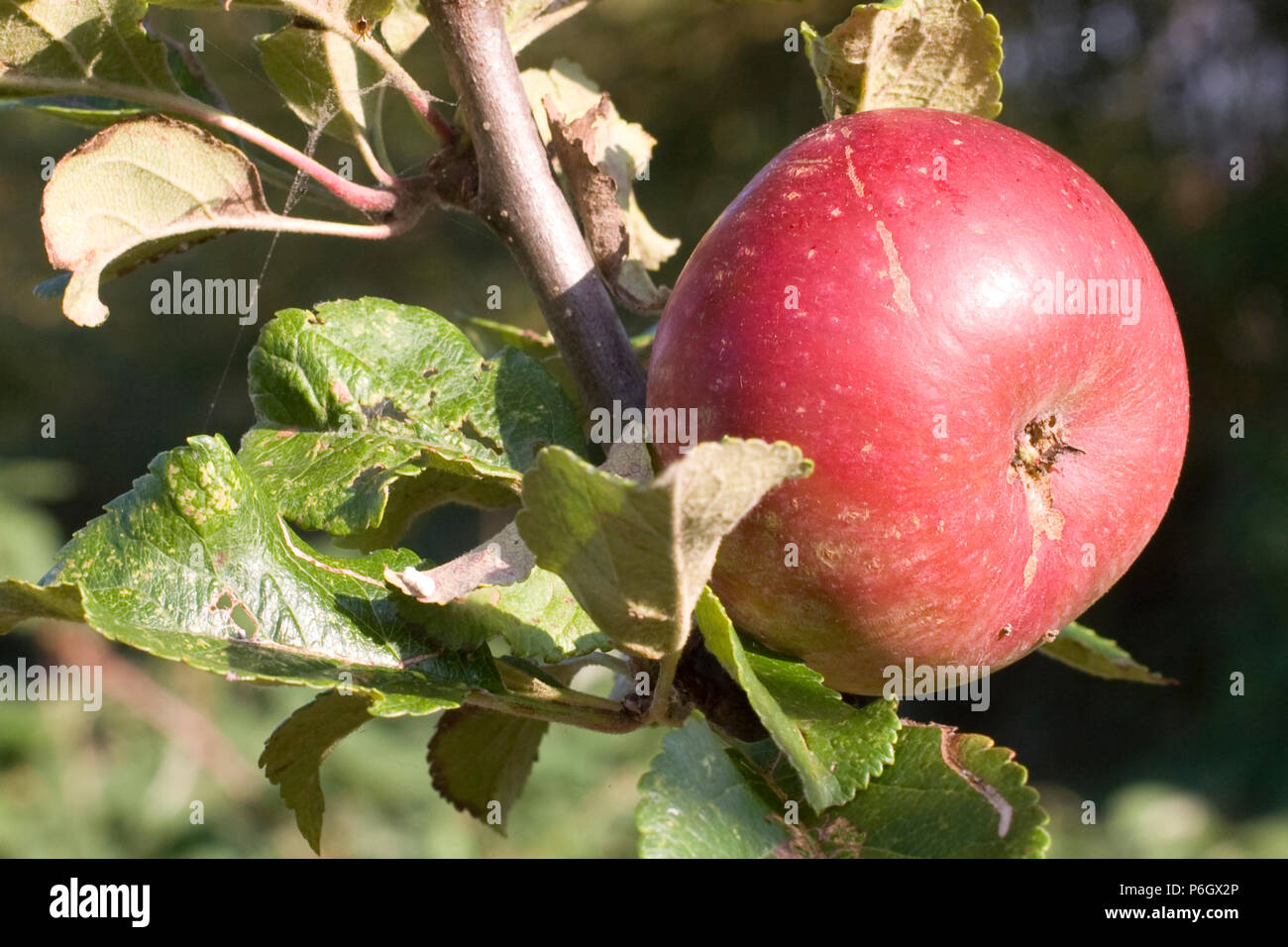 Blood Red. Cider apple. Ripe fruit on a tree in an organic orchard in Bristol. Stock Photo