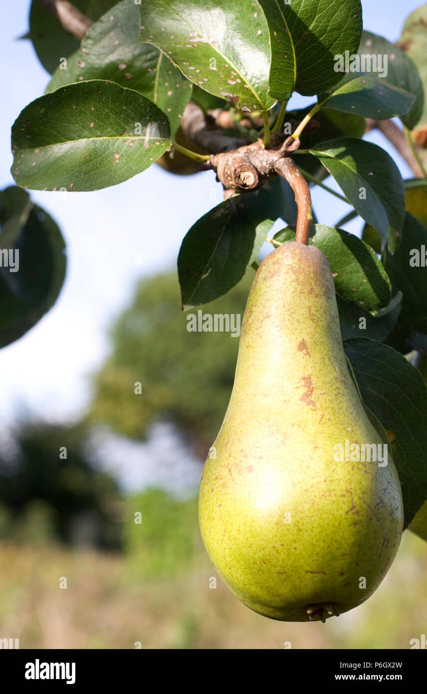 Concorde. Dessert pear. Ripe fruit on a tree in an organic orchard in Bristol. Stock Photo