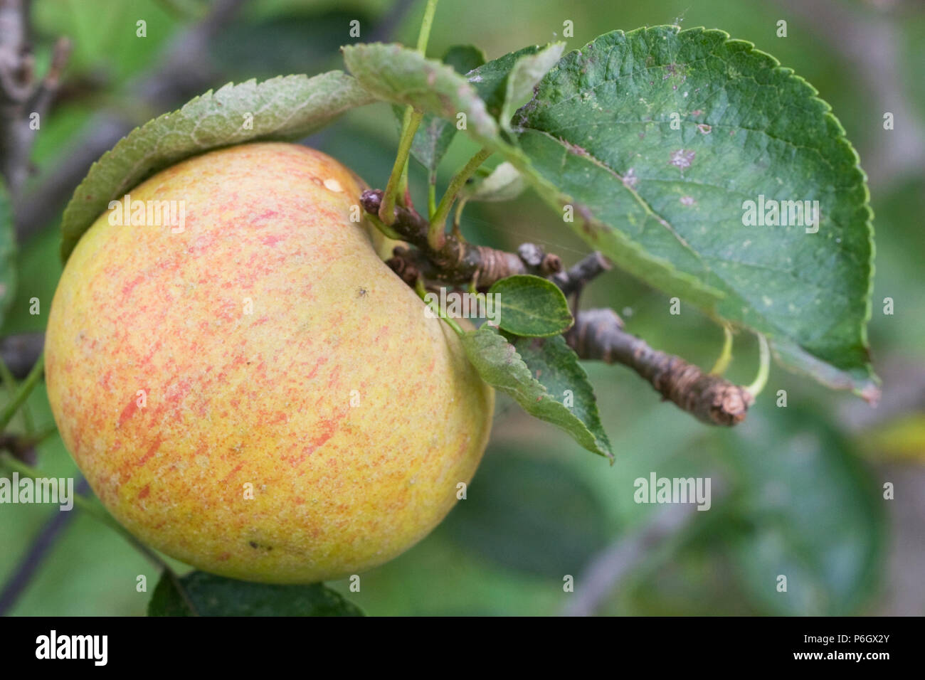 Court Pendu Plat. Dessert apple. Ripe fruit on a tree in an organic orchard in Bristol. Stock Photo