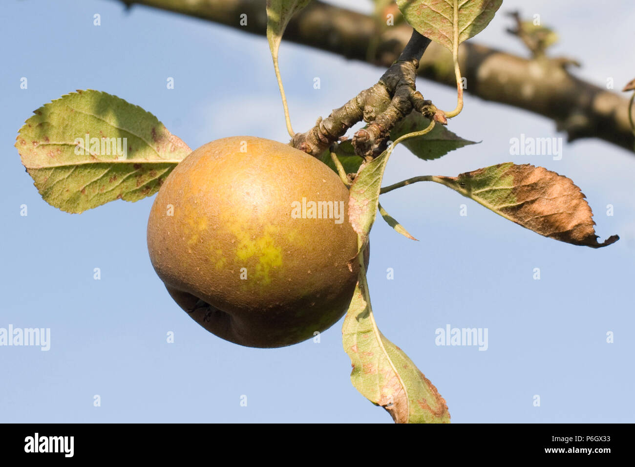 Egremont Russet. Dessert apple. Ripe fruit on a tree in an organic orchard in Bristol. Stock Photo