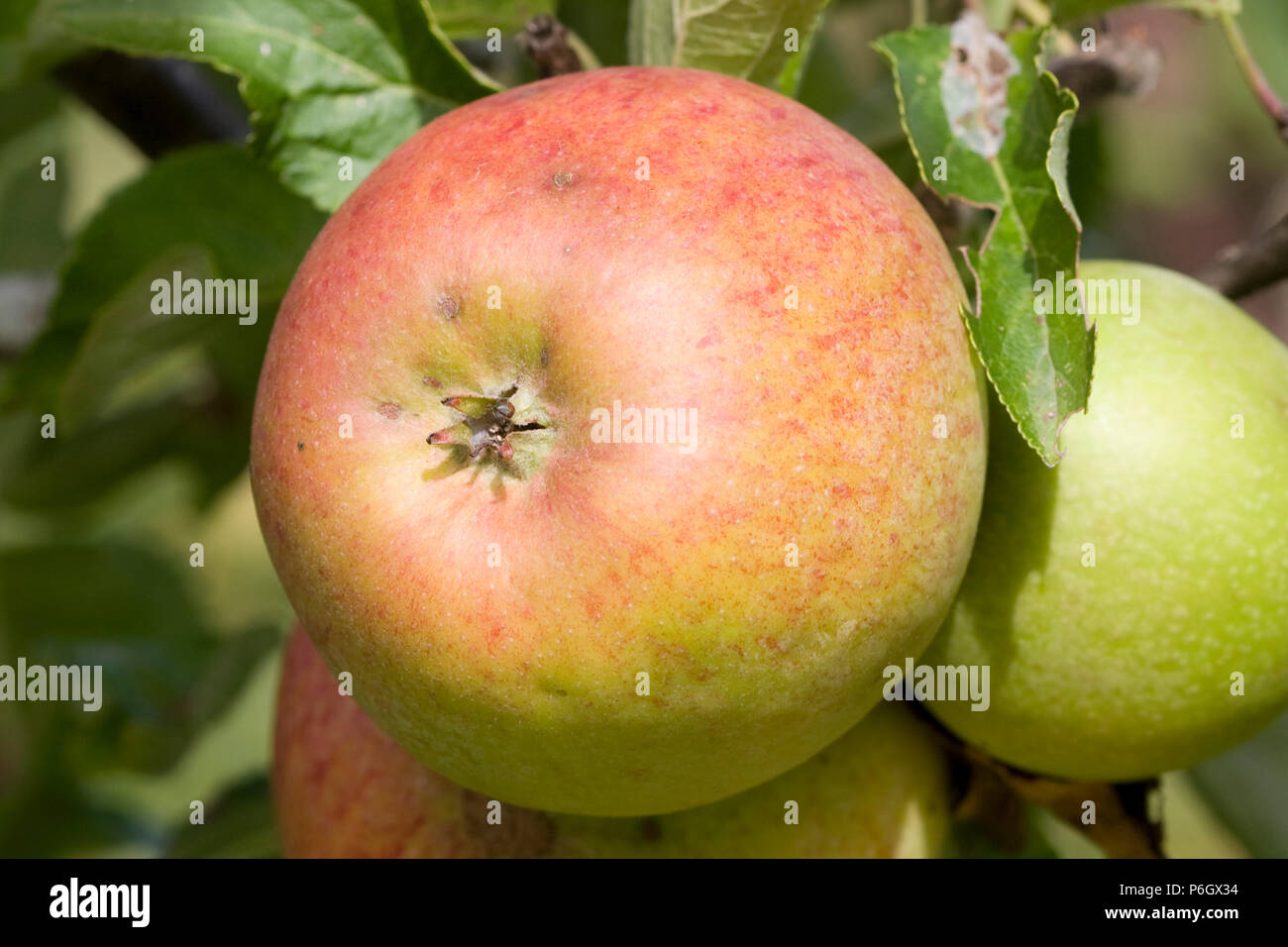 Ellison’s Orange. Dessert apple. Ripe fruit on a tree in an organic orchard in Bristol. Stock Photo