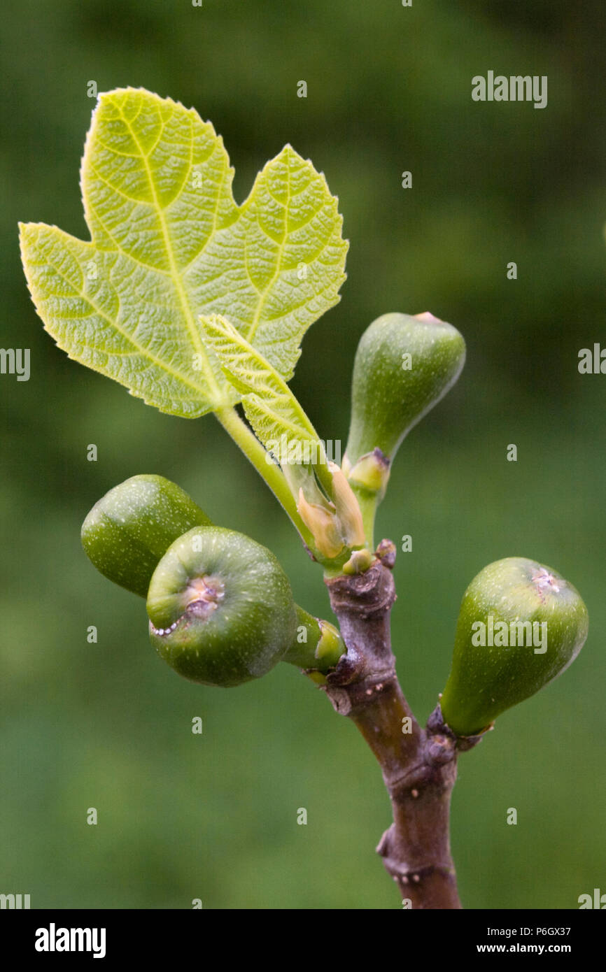 Common Fig (Ficus carica): bud, young leaves and immature fruit. Growing in an organic orchard in Bristol. Stock Photo