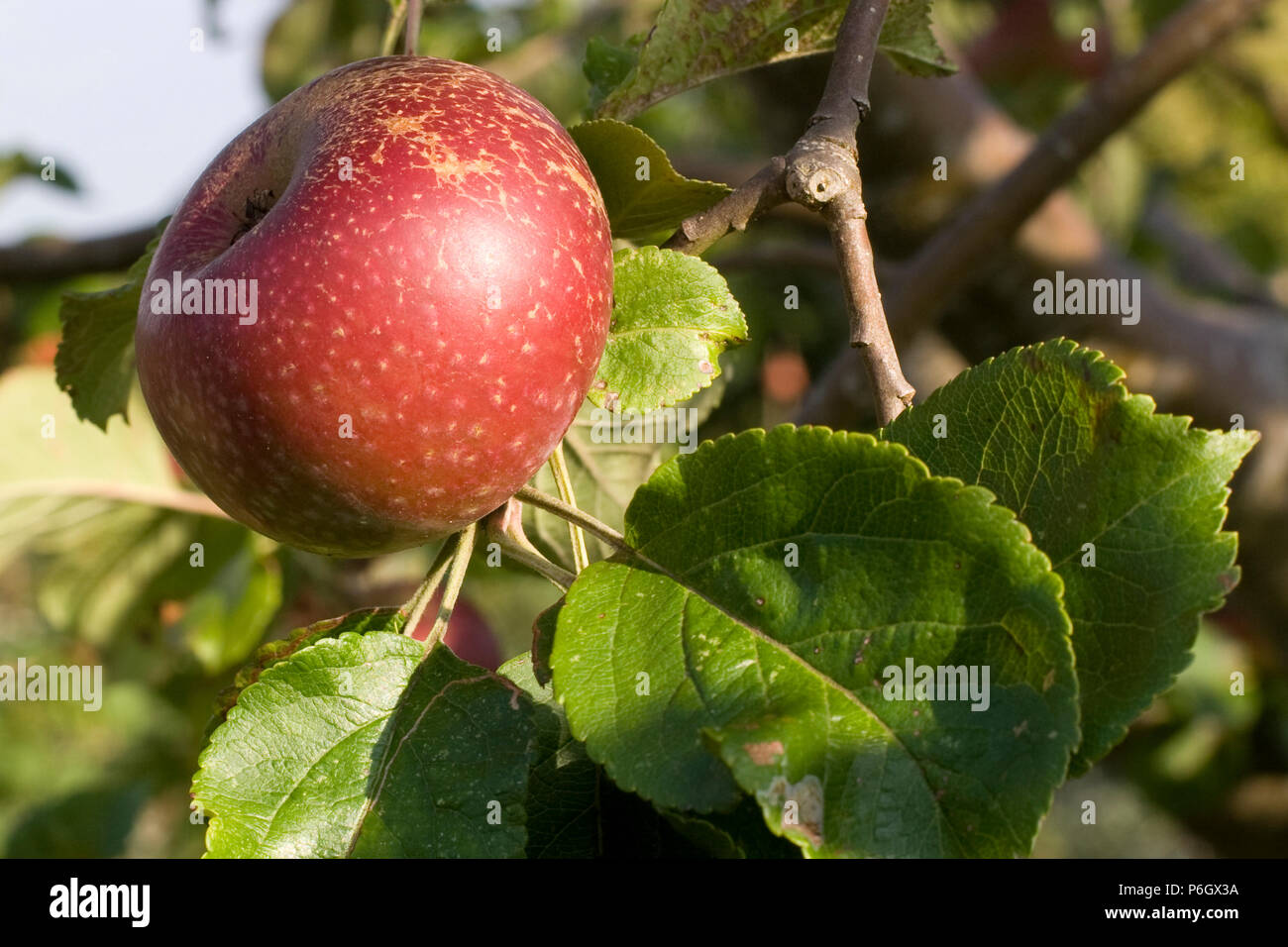 Herefordshire Beefing. Dessert and cooking apple. Ripe fruit on a tree in an organic orchard in Bristol. Stock Photo