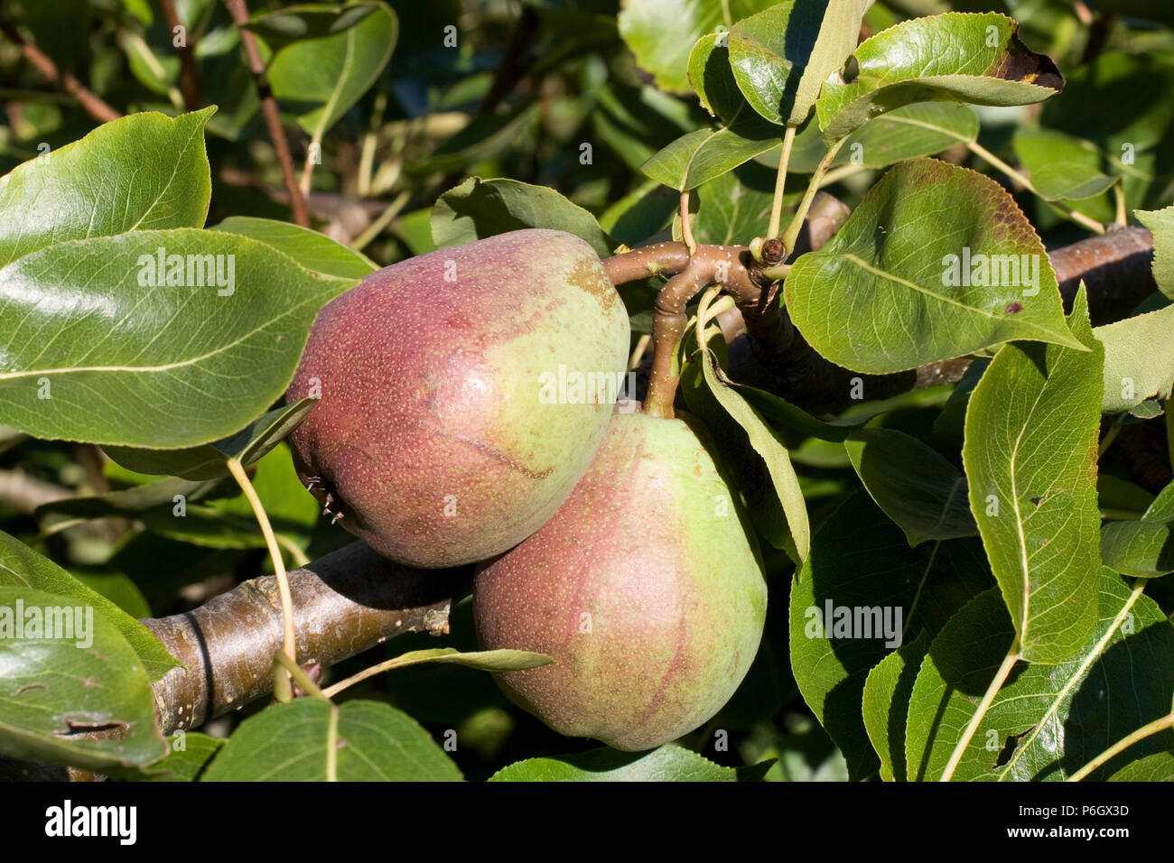 Jargonelle. Dessert and cooking apple. Ripe fruit on a tree in an organic orchard in Bristol. Stock Photo