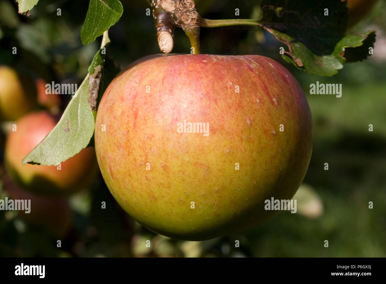 Lord Lambourne. Dessert apple. Ripe fruit on a tree in an organic