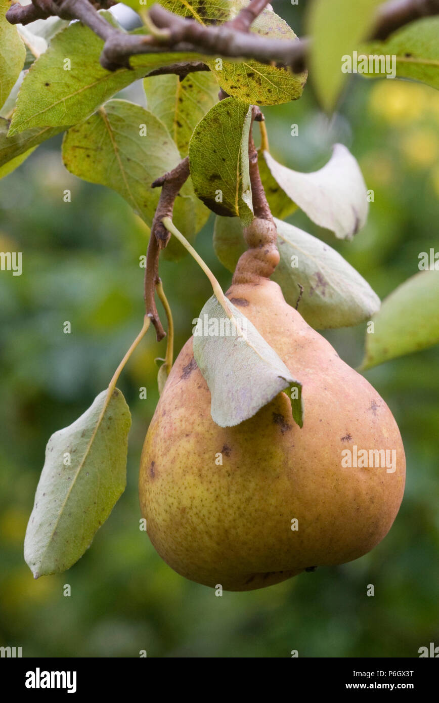 Onward. Dessert pear. Ripe fruit on a tree in an organic orchard in Bristol. Stock Photo