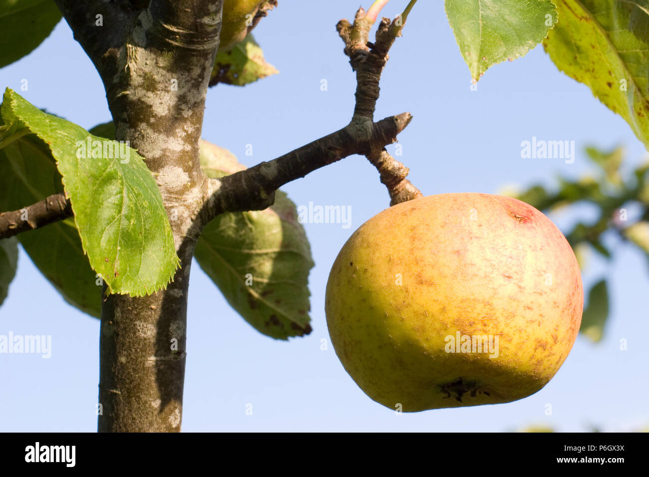 Orleans Reinette. Dessert and cooking apple. Ripe fruit on a tree in an organic orchard in Bristol. Stock Photo