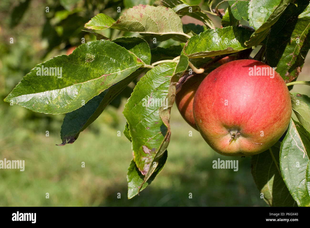 Red Pippin / Fiesta. Dessert apple. Ripe fruit on a tree in an organic orchard in Bristol. Stock Photo