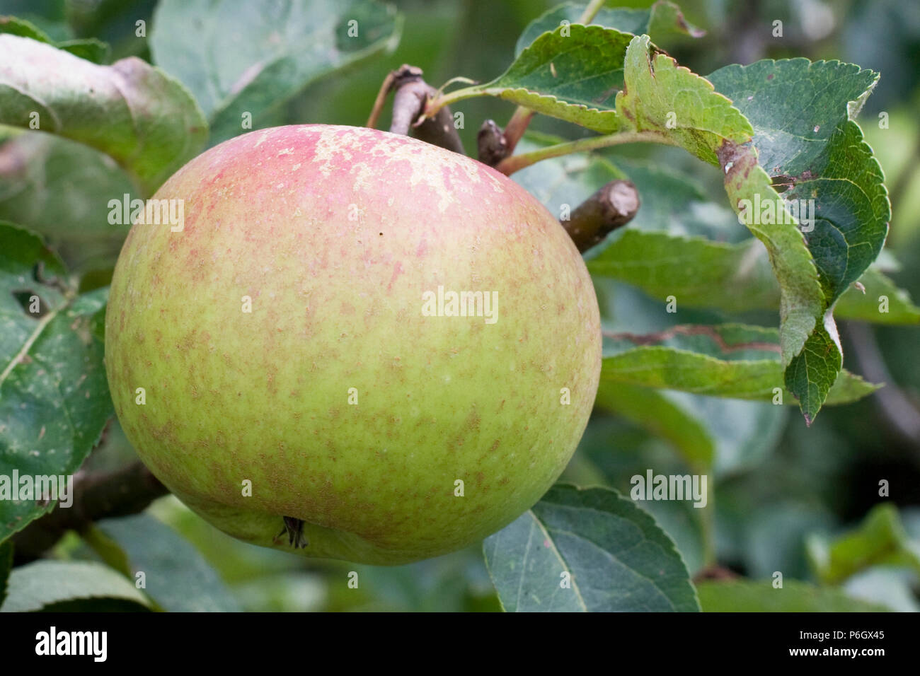 Roundway Magnum Bonum. Dessert apple. Ripe fruit on a tree in an organic orchard in Bristol. Stock Photo
