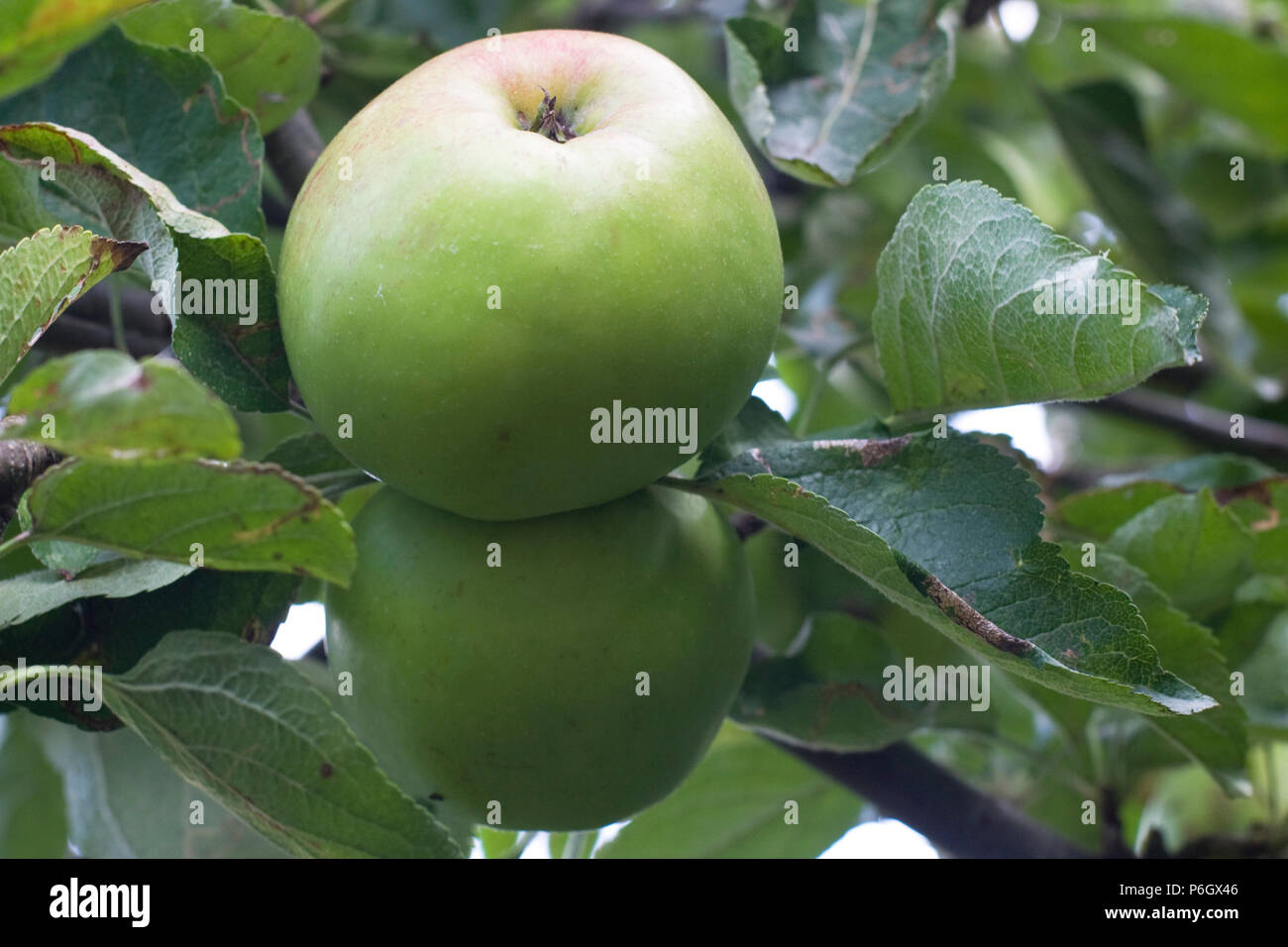 Sanspareil. Dessert and cooking apple. Ripe fruit on a tree in an organic orchard in Bristol. Stock Photo
