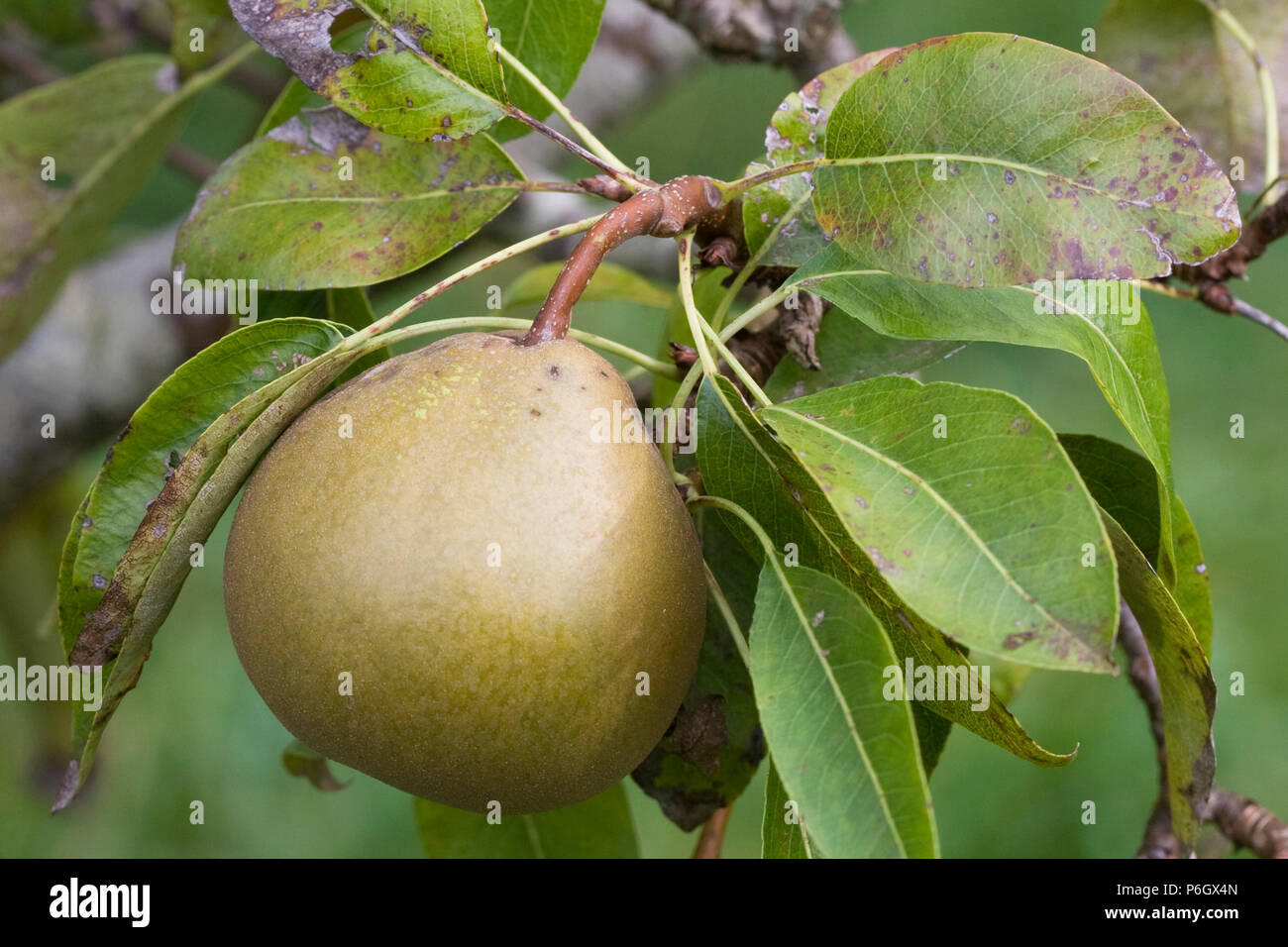 Winter Nelis. Dessert pear. Ripe fruit on a tree in an organic orchard in Bristol. Stock Photo