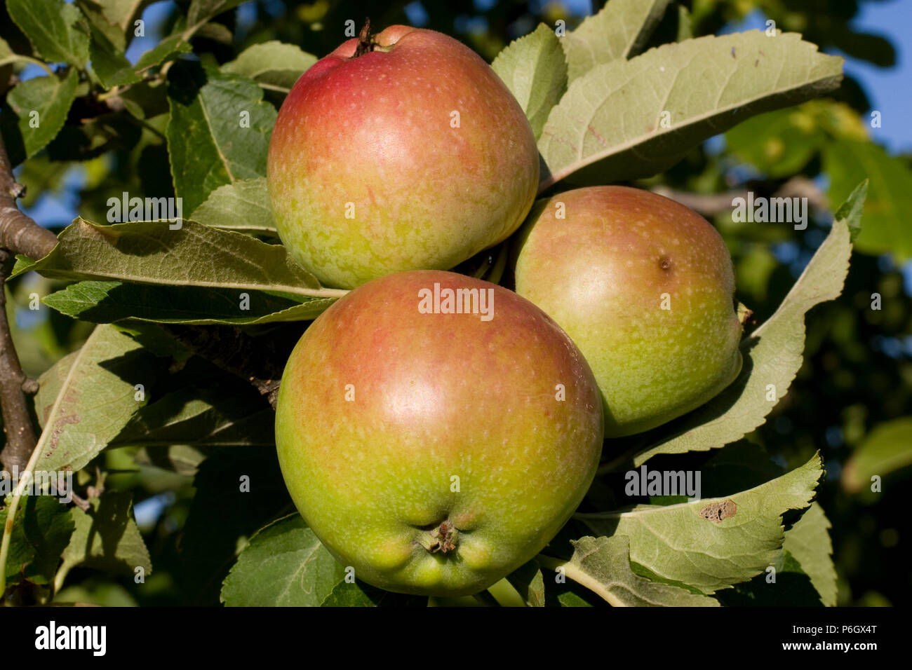 Apple worcester pearmain’ hires stock photography and images Alamy