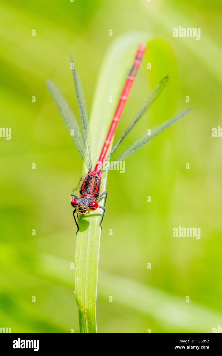 Large red damselfly in the summer sunshine in mid Wales Stock Photo - Alamy