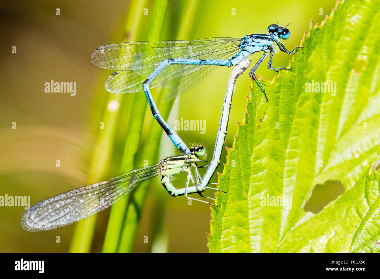 Common blue damselfly in early summer sunshine in mid Wales Stock Photo ...