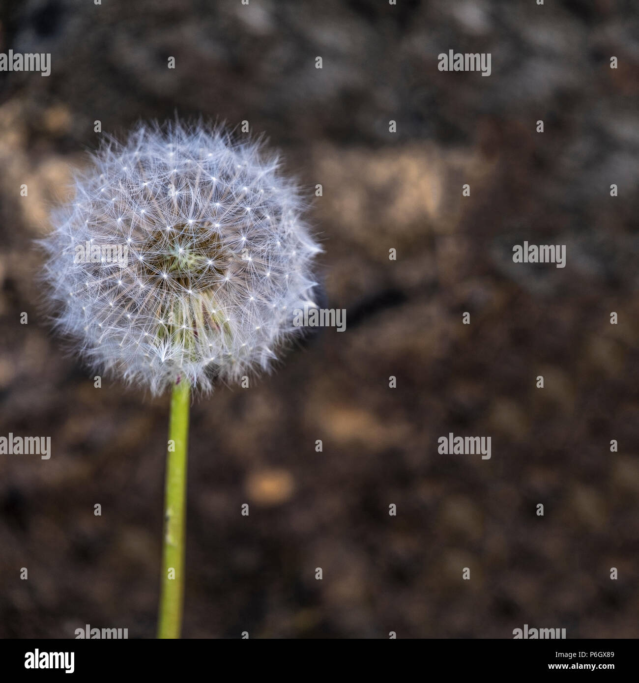 Tumbleweed, Deserts, Invasive Species, Wind Dispersal