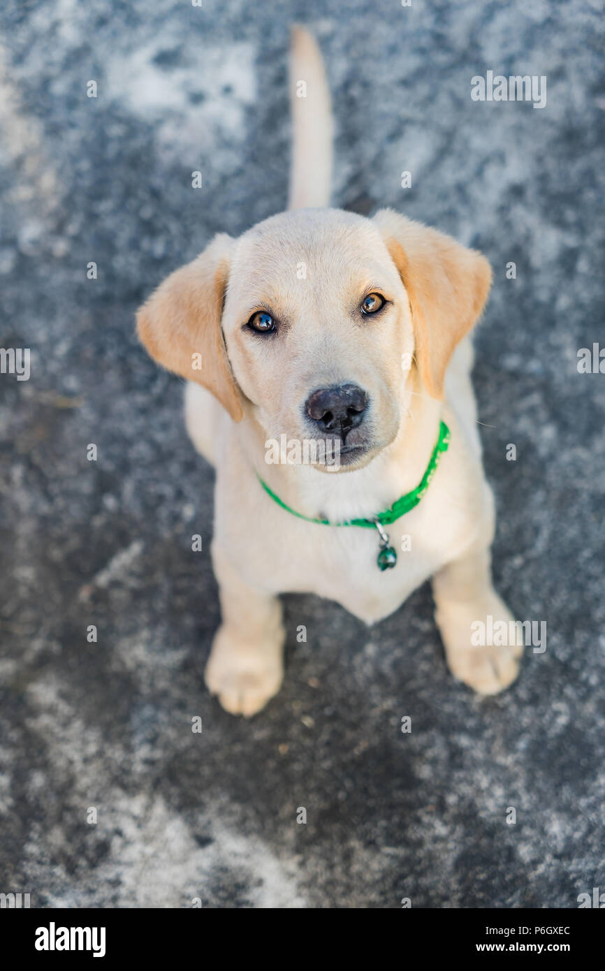 Why Does My Puppy Sit When Walking