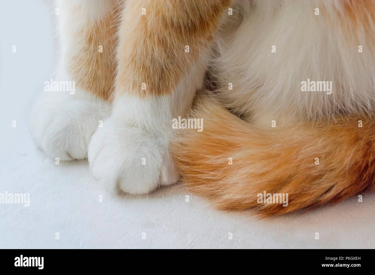 Red cat paws Stock Photo