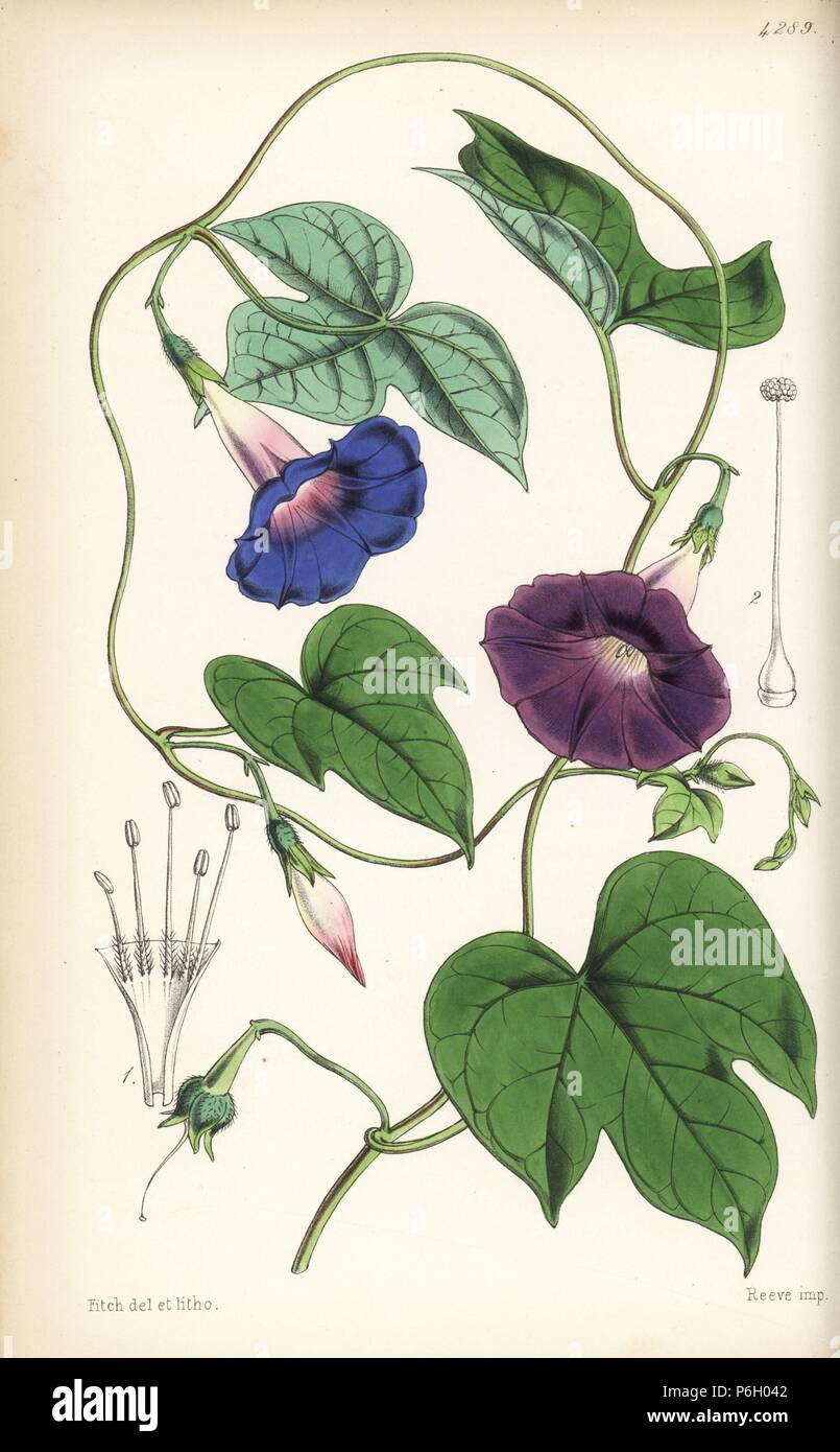 Blue morning glory, Ipomoea indica (Purging pharbitis, Pharbitis cathartica). Stock Photo