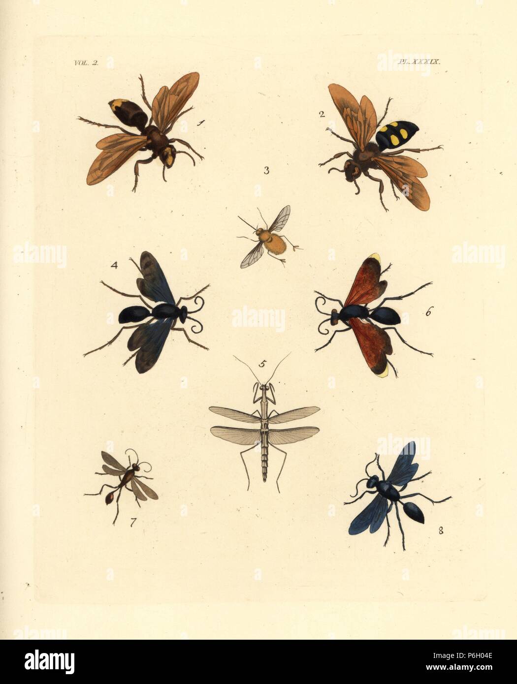 Oriental hornet, Vespa orientalis 1, scarab hunter wasp, Campsomeris quadrimaculata 2, hairy footed flower bee, Anthophora plumipes 3, steel-blue wasp, Chalybion caeruleum 4, preying mantis, Thespis parva 5, tarantula hawk, Pepsis rubra 6, Isodontia petiolata wasp 7, and great black wasp, Sphex pensylvanica 8. Handcoloured lithograph from John O. Westwood's new edition of Dru Drury's 'Illustrations of Exotic Entomology,' Bohn, London, 1837. Stock Photo