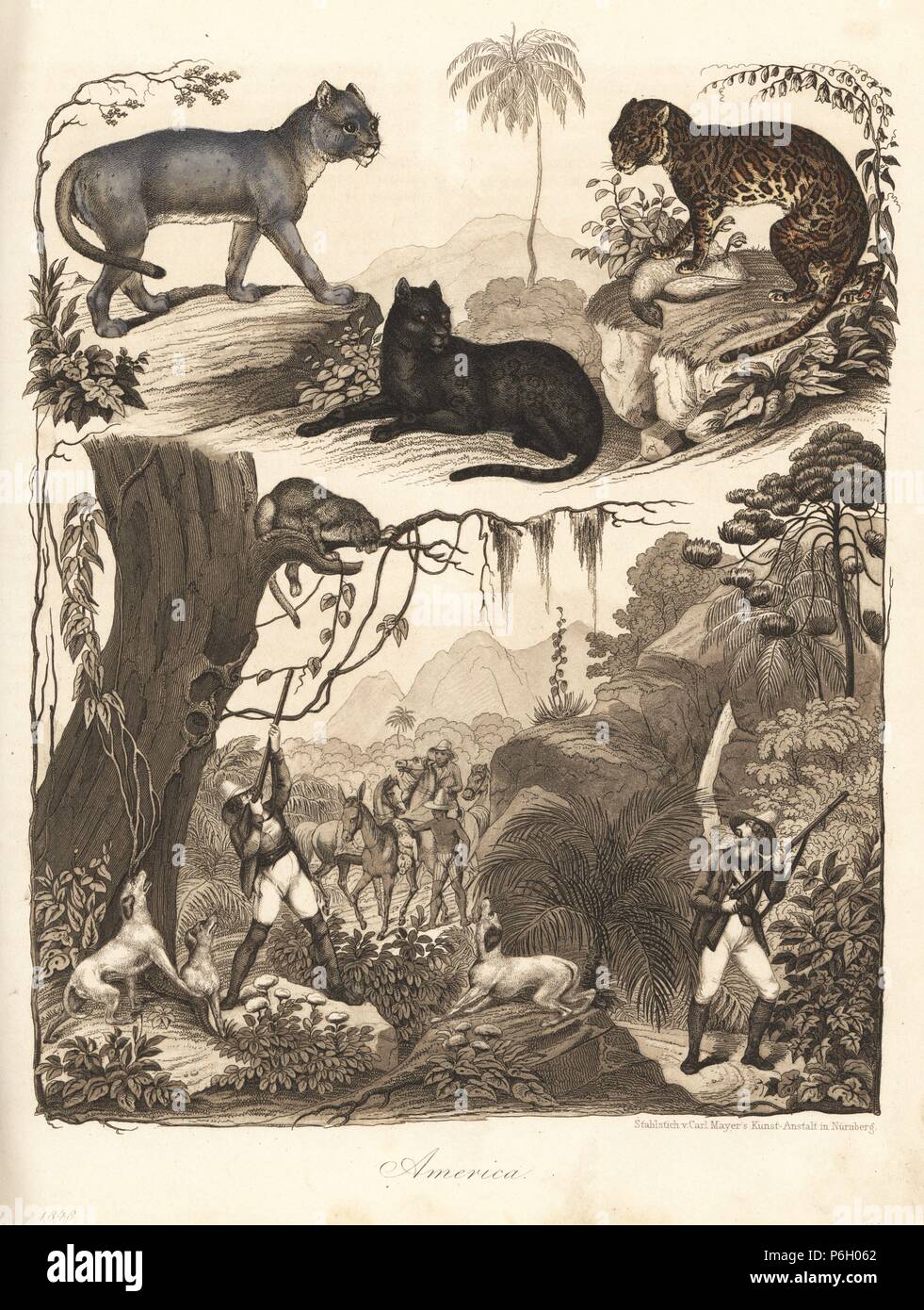 American cats: puma or cougar, Felis concolor (left), ocelot, Felis  pardalis (centre) and jaguar, Felis onca (right). Vignette of hunters with  rifles and dogs. Handcoloured lithograph from Carl Hoffmann's Book of the