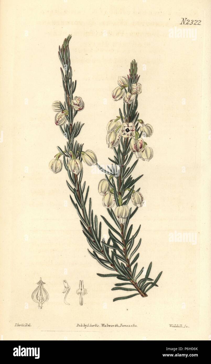 Erica holosericea variety. (Blood-spotted white andromeda flowered heath, Erica andromedaeflora var. triumphans). Handcoloured copperplate engraving by Weddell after an illustration by John Curtis from Samuel Curtis's 'Botanical Magazine,' London, 1822. Stock Photo