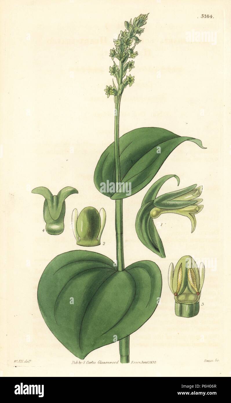 Gennaria diphylla orchid (heart-leaved habenaria, Habenaria cordata). Handcoloured copperplate engraving by Swan after an illustration by William Jackson Hooker from Samuel Curtis' "Botanical Magazine," London, 1832. Stock Photo