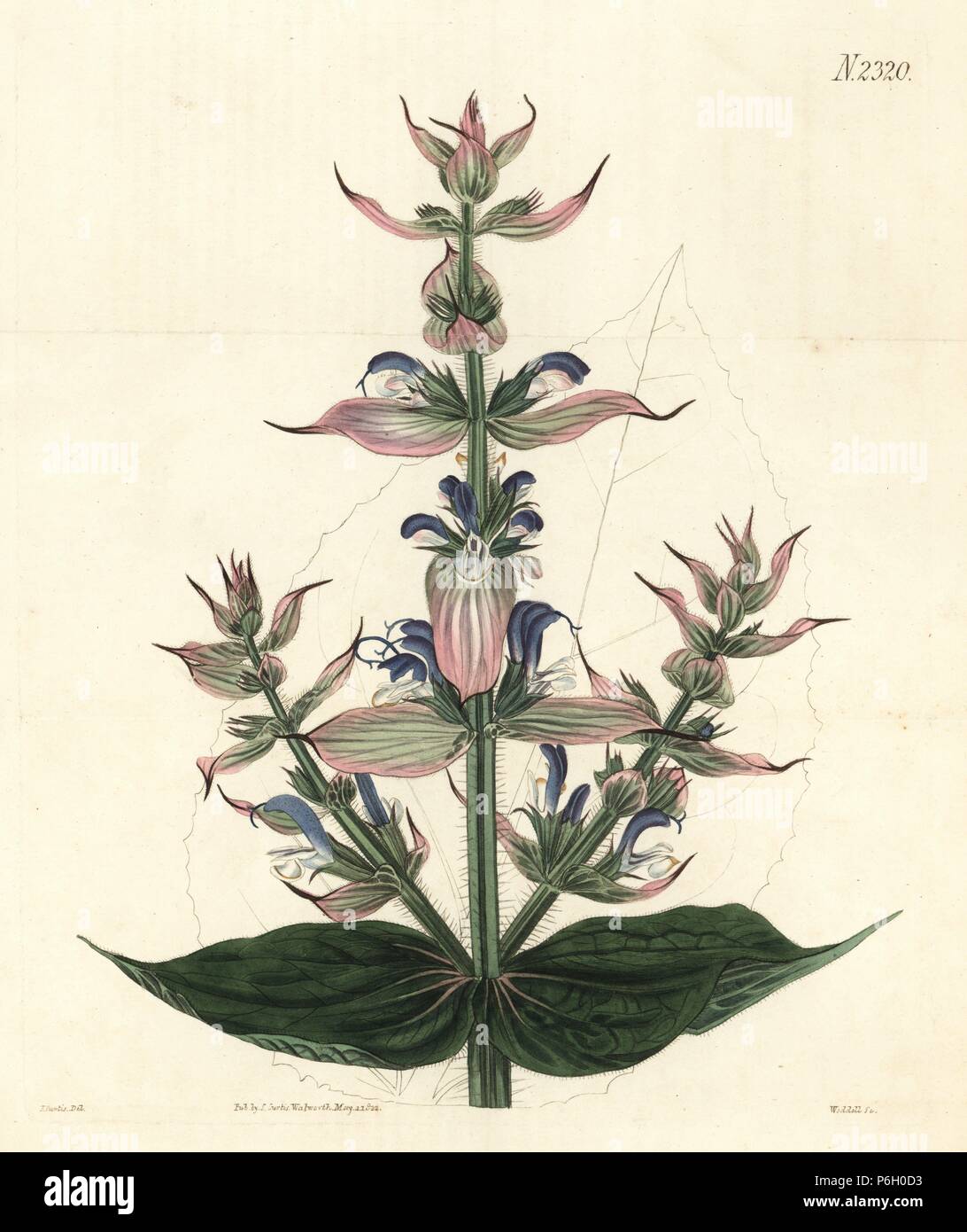 Long-bracted sage or clary, Salvia bracteata. Handcoloured copperplate engraving by Weddell after an illustration by John Curtis from Samuel Curtis's 'Botanical Magazine,' London, 1822. Stock Photo