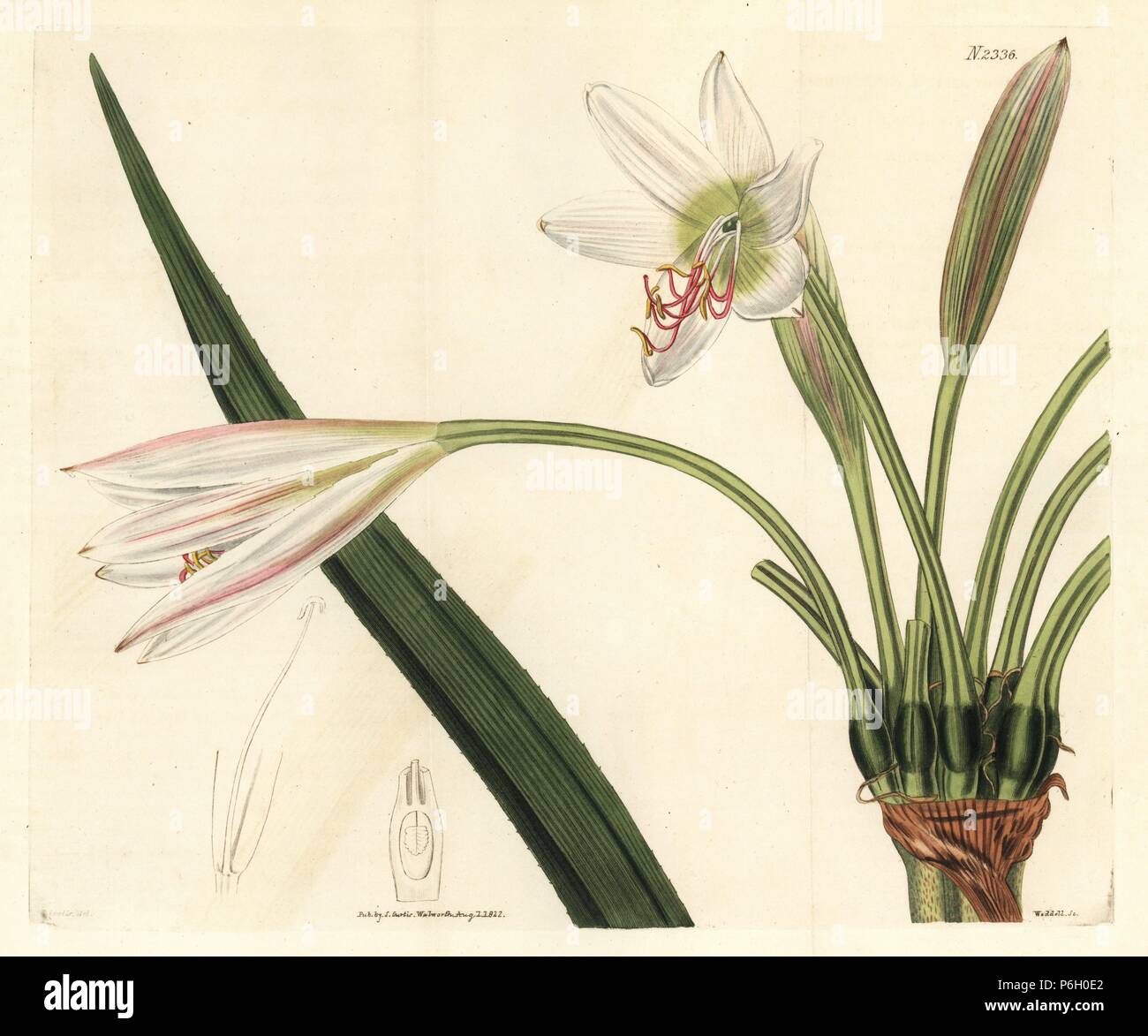 Hybrid erubescent cape crinum, Crinum hybridum erubescente-capense. Handcoloured copperplate engraving by Weddell after an illustration by John Curtis from Samuel Curtis's 'Botanical Magazine,' London, 1822. Stock Photo