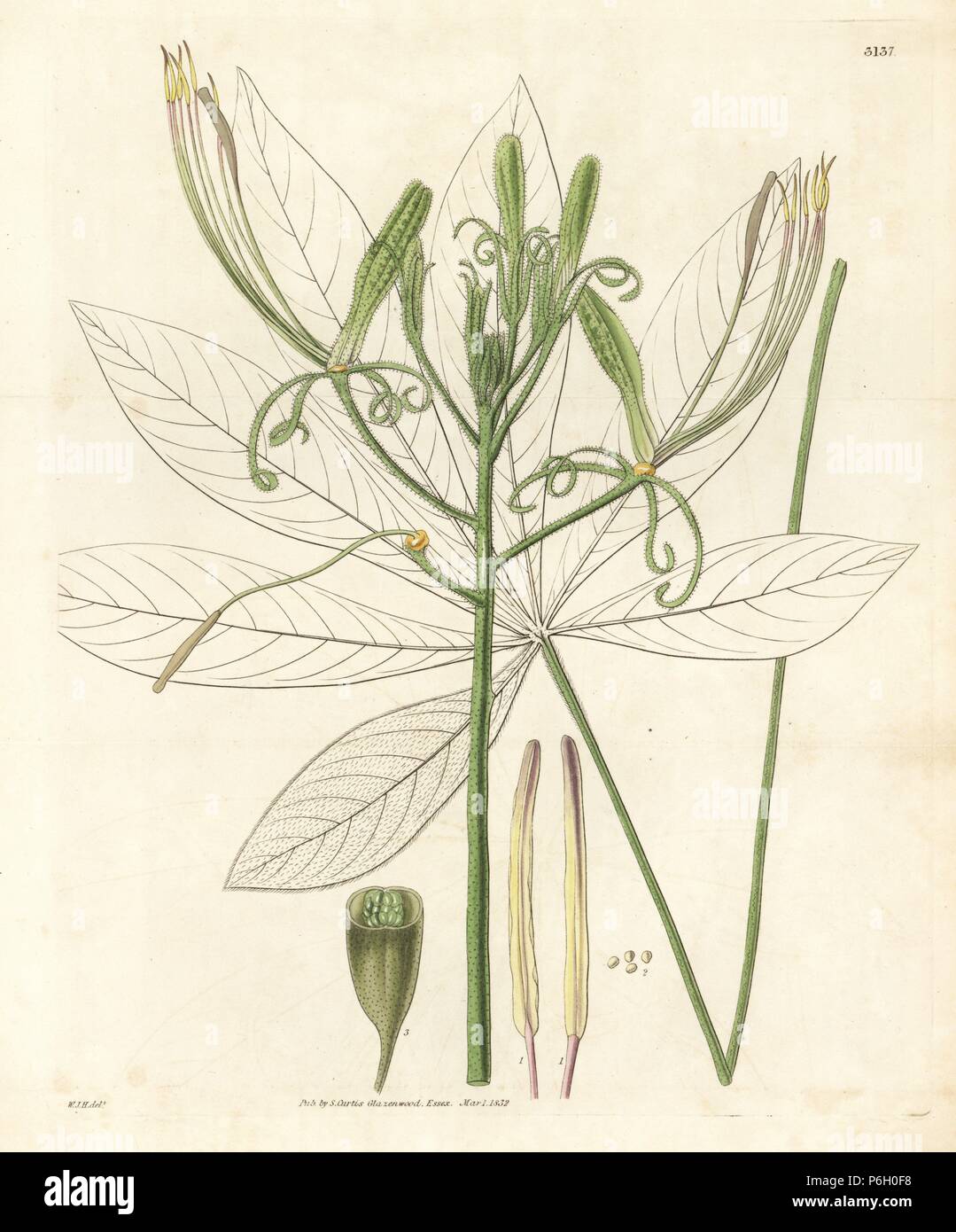 Gigantic cleome, Cleome viridiflora (Cleome gigantea). Handcoloured copperplate engraving by Swan after an illustration by William Jackson Hooker from Samuel Curtis' 'Botanical Magazine,' London, 1832. Stock Photo