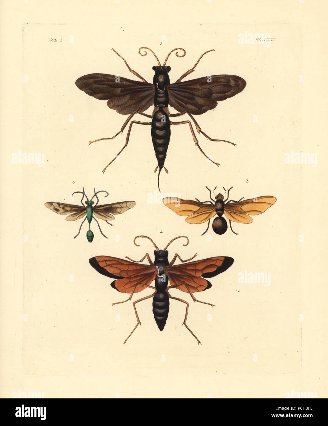 Spider wasp, Pepsis atrox 1, digger wasp, Sphex sericeus 2, queen