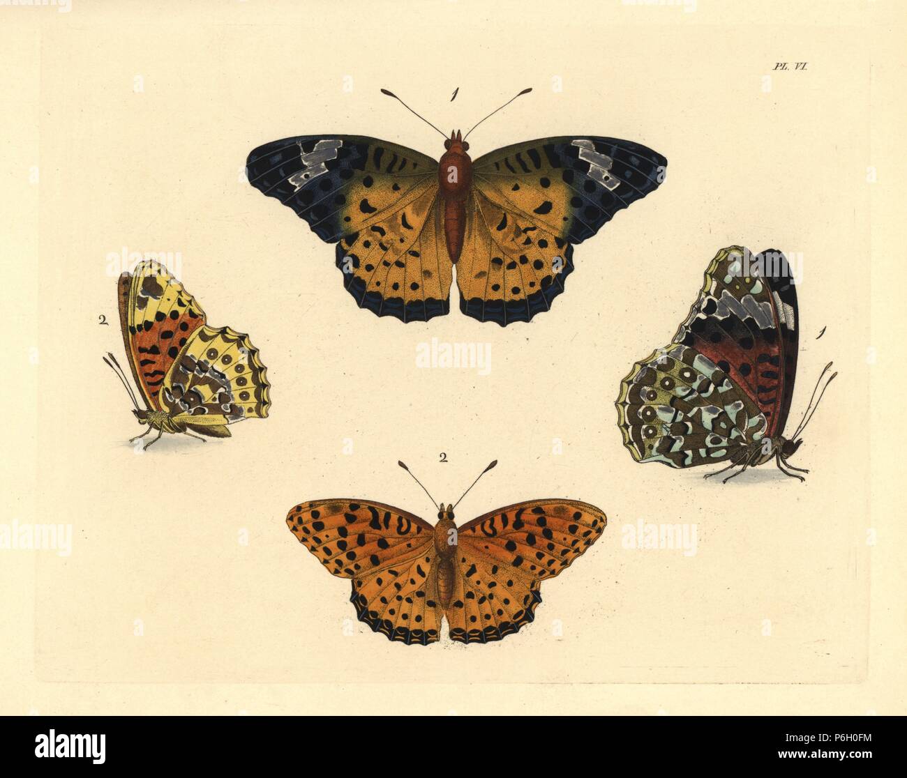 Indian fritillary butterfly, Argynnis hyperbius, female 1, male 2. Handcoloured lithograph from John O. Westwood's new edition of Dru Drury's 'Illustrations of Exotic Entomology,' Bohn, London, 1837. Stock Photo
