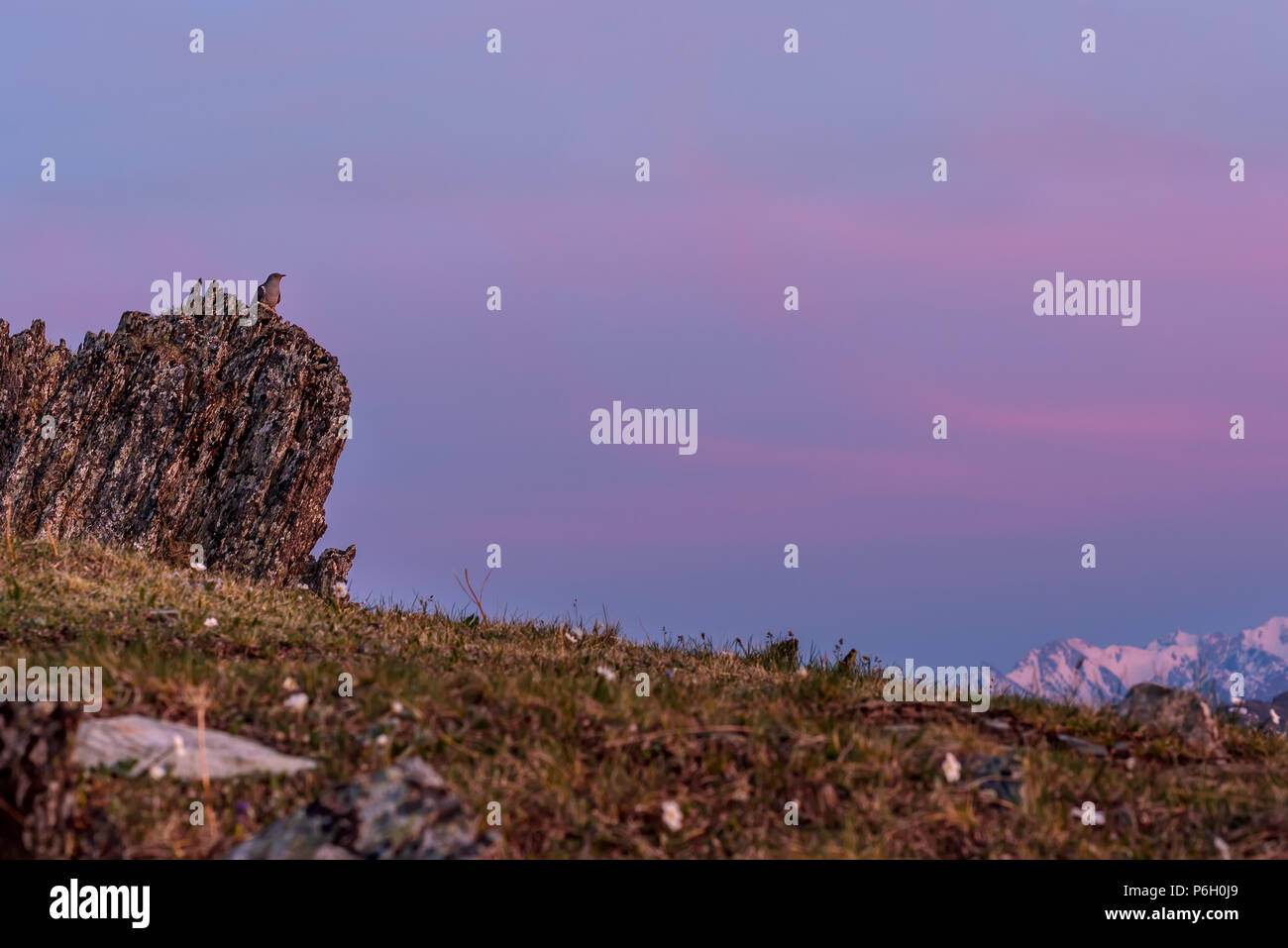 Bird cuckoo sitting on a rock on top of mountain seeing off the sun at sunset against a sky with pink clouds Stock Photo