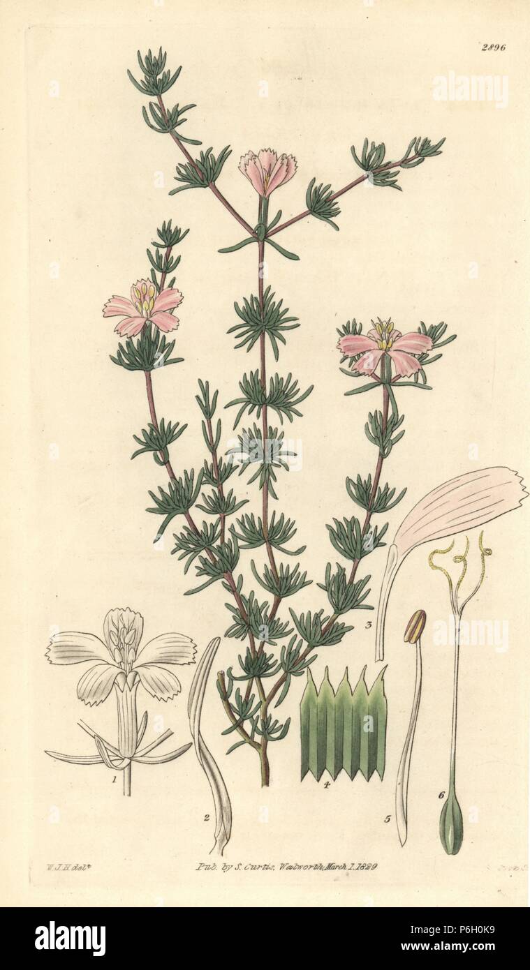 Few flowered frankenia, Frankenia pauciflora. Handcoloured copperplate engraving by Swan after an illustration by William Jackson Hooker from Samuel Curtis's 'Botanical Magazine,' London, 1829. Stock Photo