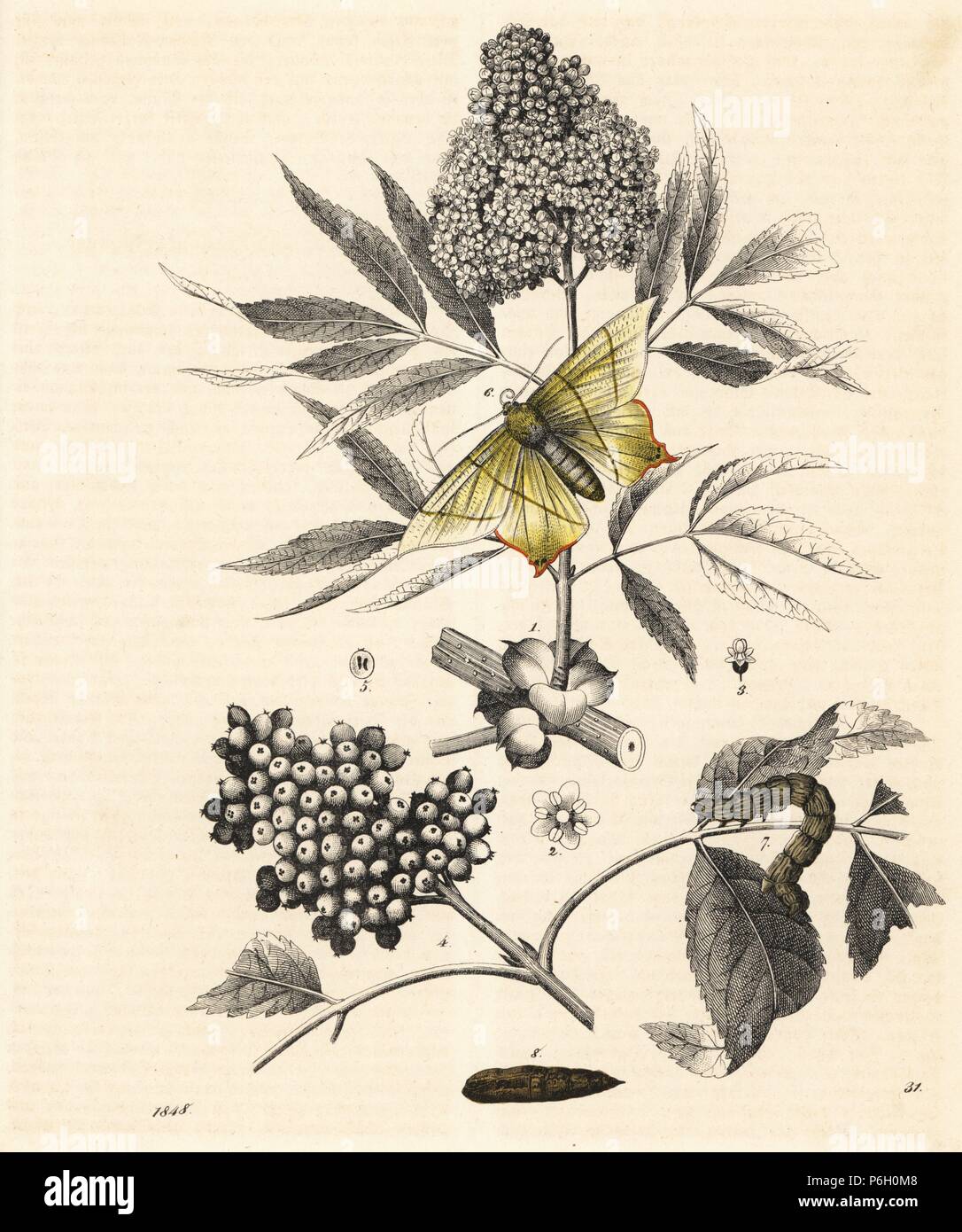 Elder tree, Sambucus nigra, with berries and flowers, and swallow-tailed moth and caterpillar, Ourapteryx sambucaria (Geometra sambucaria). Handcoloured lithograph from Carl Hoffmann's Book of the World, Stuttgart, 1848. Stock Photo