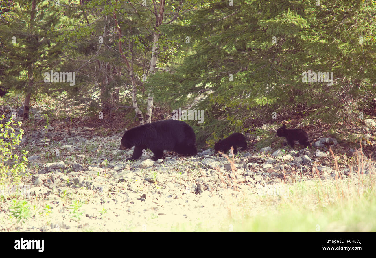 Black bear in the forest Stock Photo - Alamy