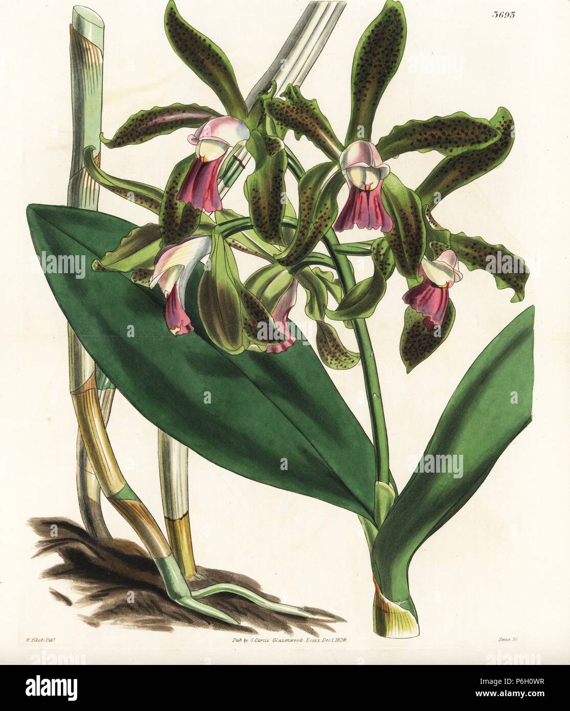 Lord Edward Russell's spotted cattleya orchid, Cattleya guttata. Handcoloured copperplate engraving after a botanical illustration by Walter Fitch from William Jackson Hooker's Botanical Magazine, London, 1838. Stock Photo