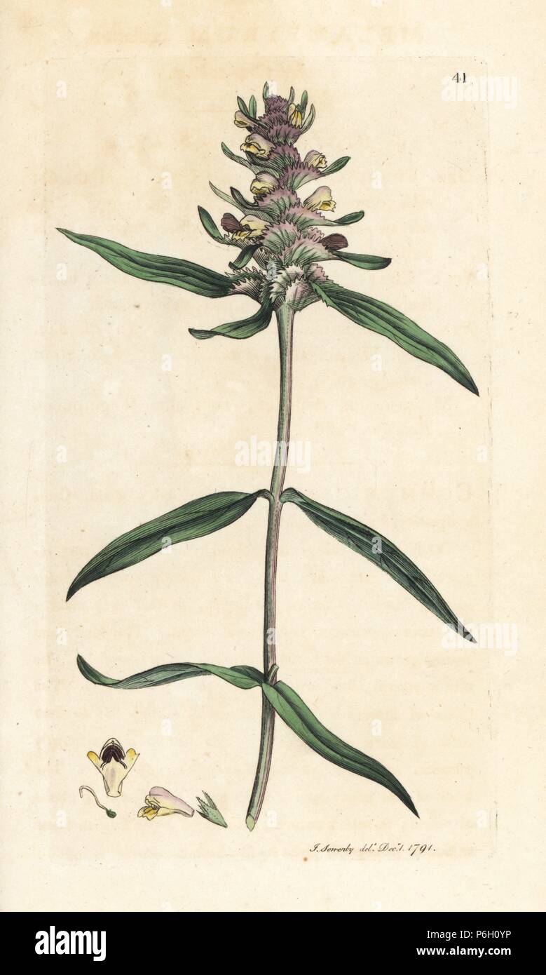 Crested cow-wheat, Melampyrum cristatum. Handcoloured copperplate engraving after an illustration by James Sowerby from James Smith's English Botany, London, 1791. Stock Photo