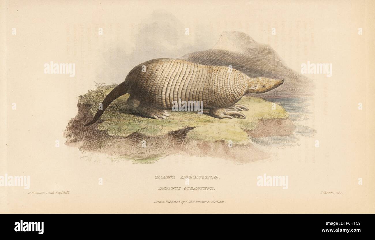 Giant armadillo, Priodontes maximus (Dasypus giganteus). Vulnerable. Illustration by James Basire, engraved by T. Bradley. Handcoloured copperplate engraving from Edward Griffith's The Animal Kingdom by the Baron Cuvier, London, Whittaker, 1825. Stock Photo