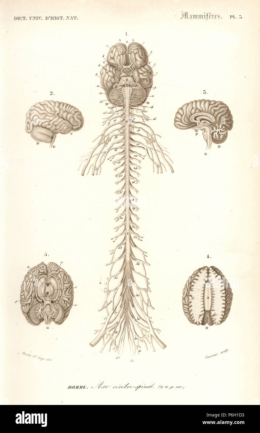 Human anatomy, nervous system, brain and spinal cord. Handcolored ...