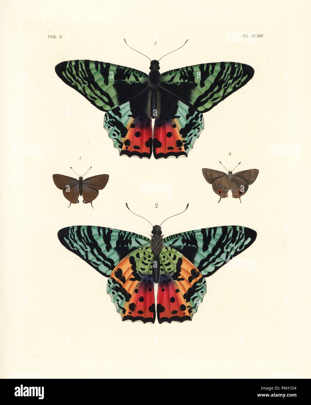 Madagascan sunset moth, Chrysiridia rhipheus 1,2, and pan hairstreak ...